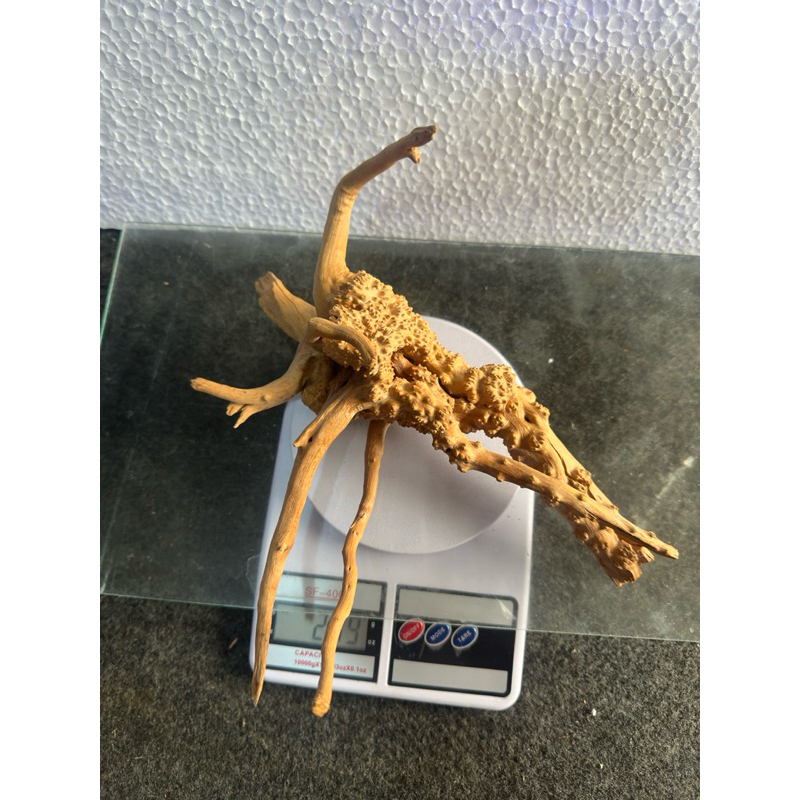 Raíz Natural para Aquário Oceantech (25x24x17cm) - Imagem 2