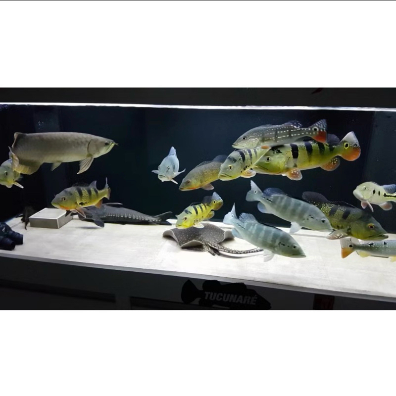 Filtro Esterilizador UV Ocean Tech 9W 127V para Aquário e Lago até 4.000 Litros Elimina Algas e Água Verde - Imagem 7