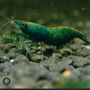 Camarão Green para aquário