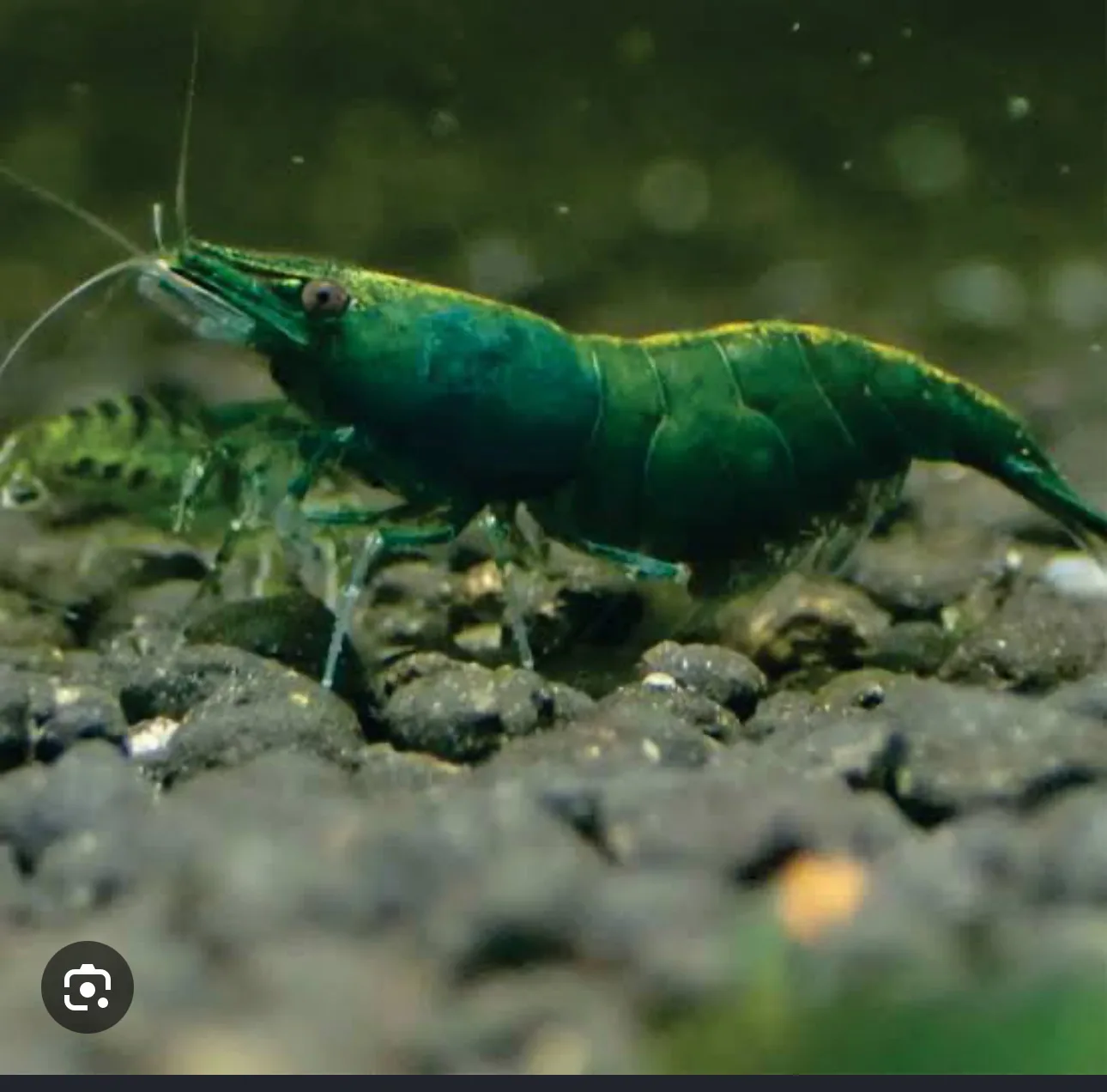 Camarão Green para aquário