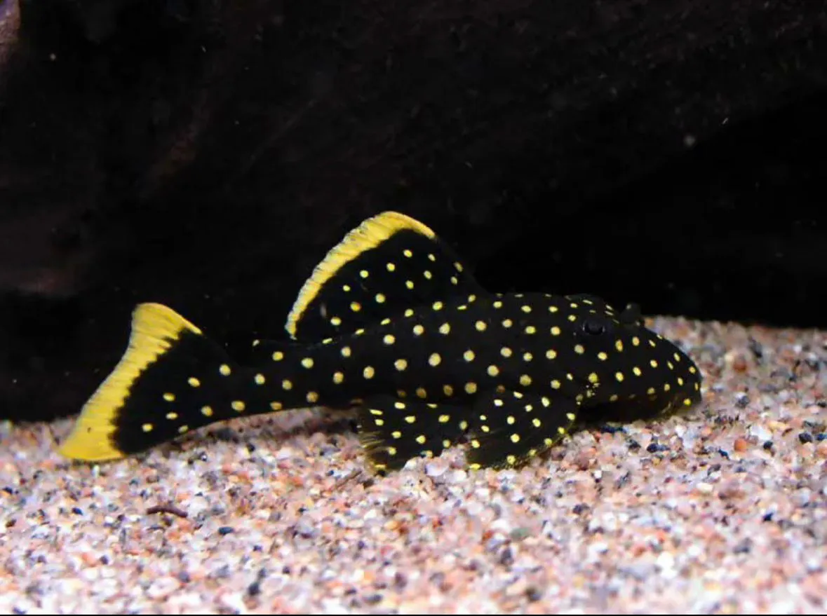 Cascudo Pepita de Ouro L018 – 6-11 cm