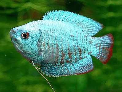 Colisa Azul – MD