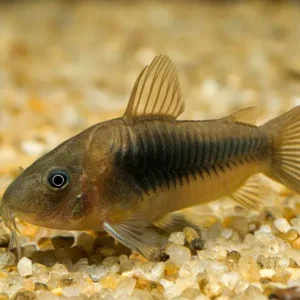 Coridora Comum – MD