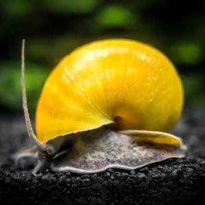 Curbicula – MD