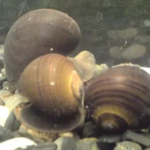 Corbicula Preta – MD