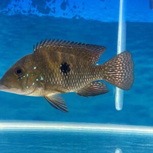 Acará Geophagus Brasiliensis 14–16 cm disponível para pronta entrega