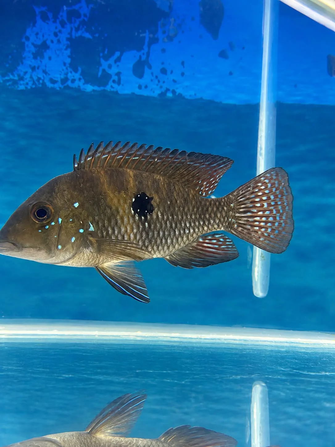 Acará Geophagus Brasiliensis 14–16 cm disponível para pronta entrega