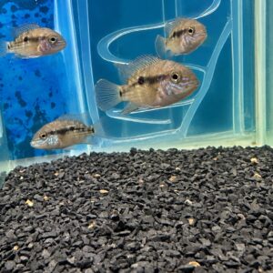 Green Terror 4–5 cm disponível para pronta entrega