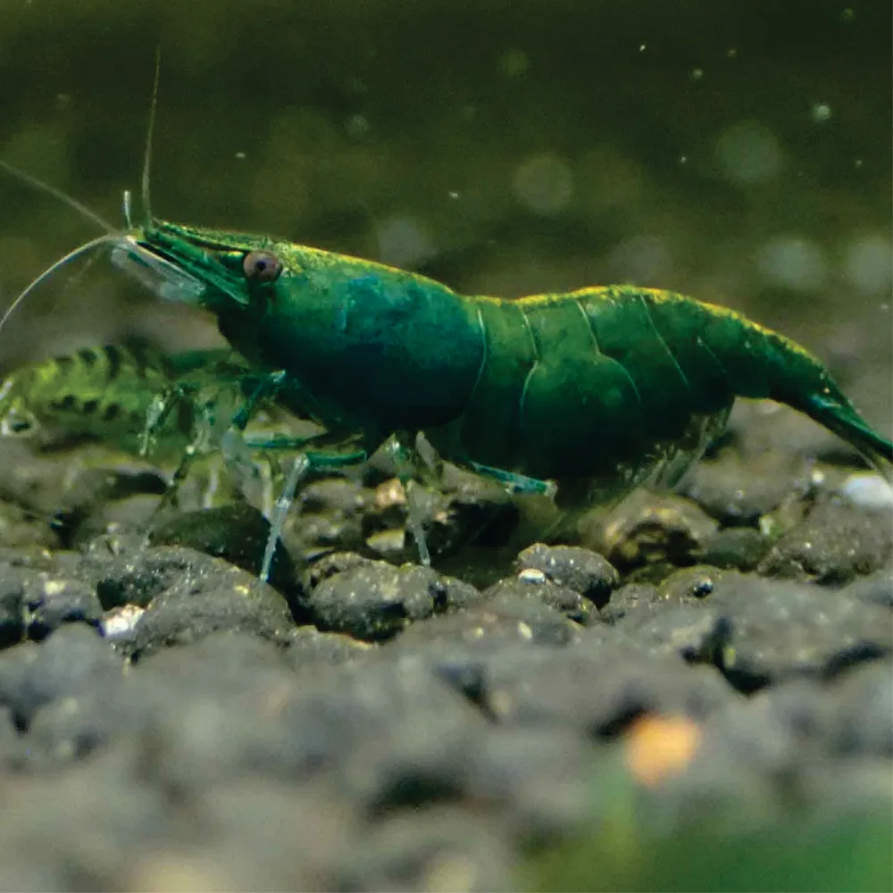 Camarão Green - 1 cm - Imagem 2