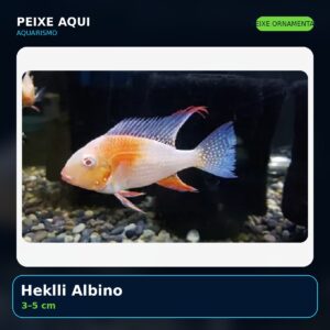 Heklli Albino 3–5 cm - peixe ornamental