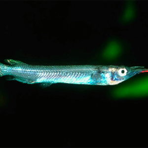 Agulinha Prata G – 3 cm