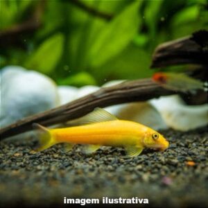 Alga Eater Albina Media Grande – 9-10 cm