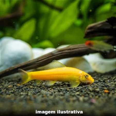 Alga Eater Albina Media Grande – 9-10 cm
