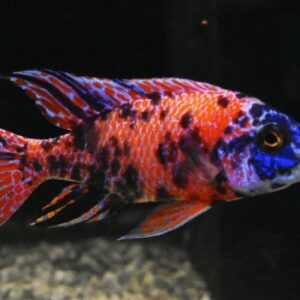 Aulonocara Orange Blue – 7-9 cm