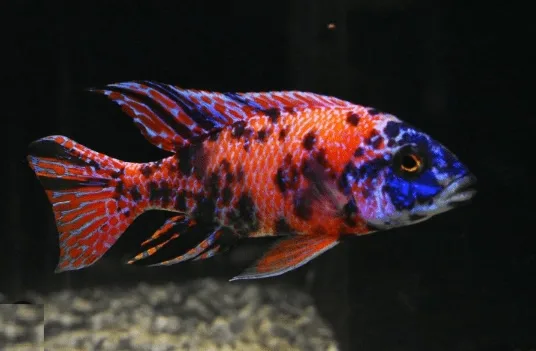 Aulonocara Orange Blue – 7-9 cm