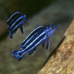 Auratus Azul – MD