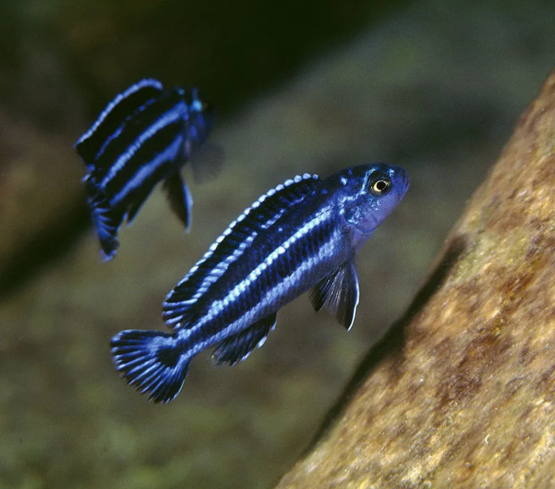 Auratus Azul – MD