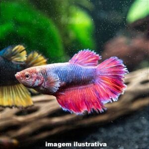 Betta Femea Comum – MATRIZ