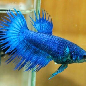 Betta Femea Crowtail – PADRÃO