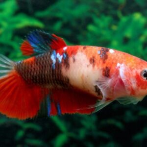 Betta Femea Koi – PADRÃO