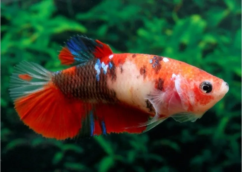Betta Femea Koi – PADRÃO