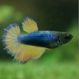 Betta Femea Mostard – PADRÃO