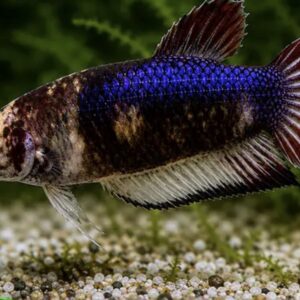 Betta Femea Palhaço – PADRÃO