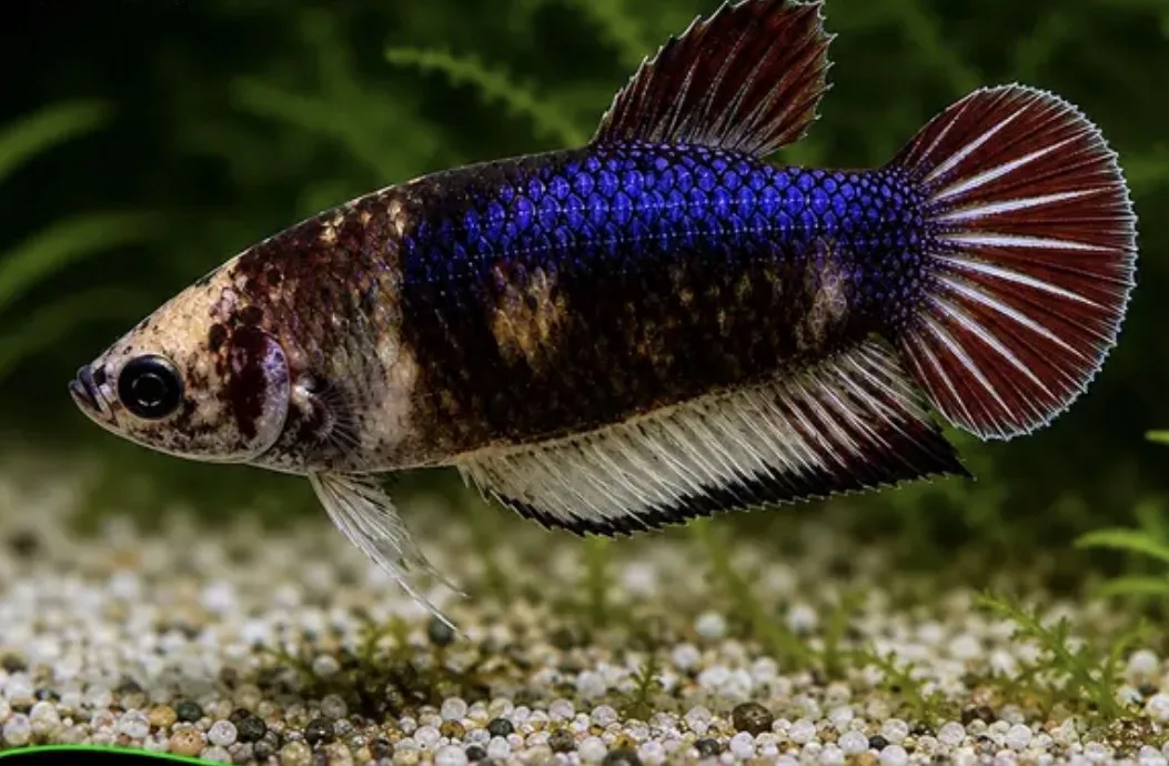 Betta Femea Palhaço – PADRÃO