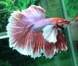 Betta Macho Dumbo – PADRÃO