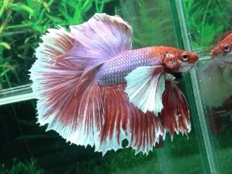 Betta Macho Dumbo – PADRÃO