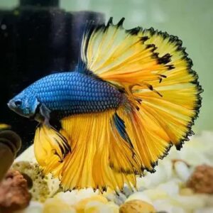 Betta Macho Mostard – PADRÃO