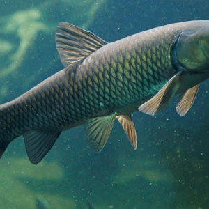 Carpa Capim – 6-7 cm