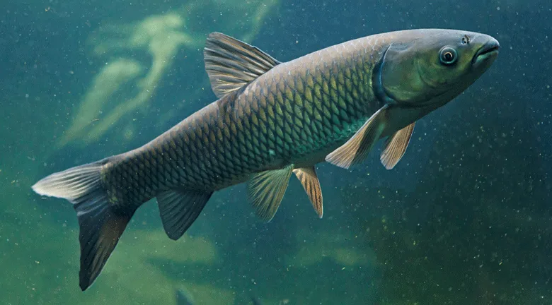 Carpa Capim – 6-7 cm