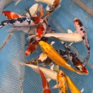 Carpa Comum – PQ