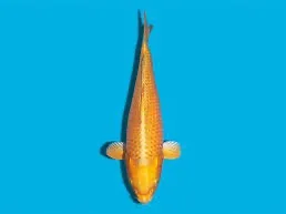 Carpa Ogon – 4-6 cm
