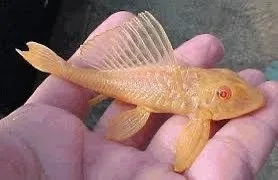 Cascudo Albino – 7-8 cm