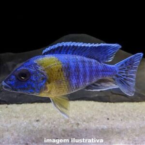 Aulonocara Mauluana – 7-9 cm