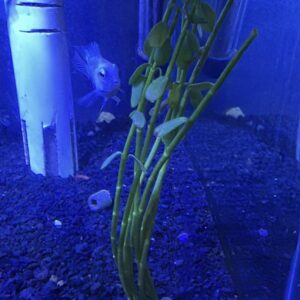Planta aquática natural disponível na Peixe Aqui Aquarismo