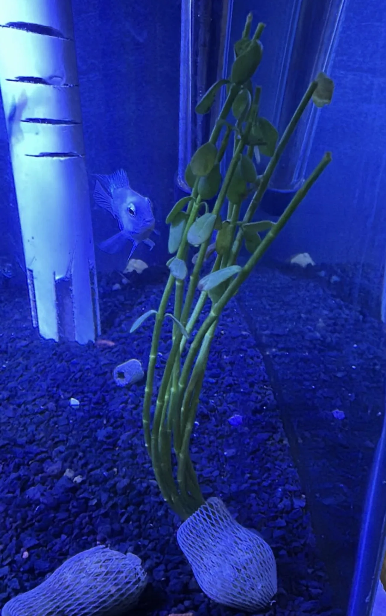 Planta aquática natural disponível na Peixe Aqui Aquarismo