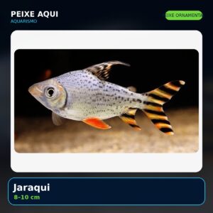 Jaraqui 8–10 cm - peixe ornamental