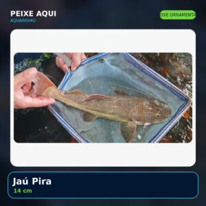 Jaú Pira 14 cm - peixe ornamental