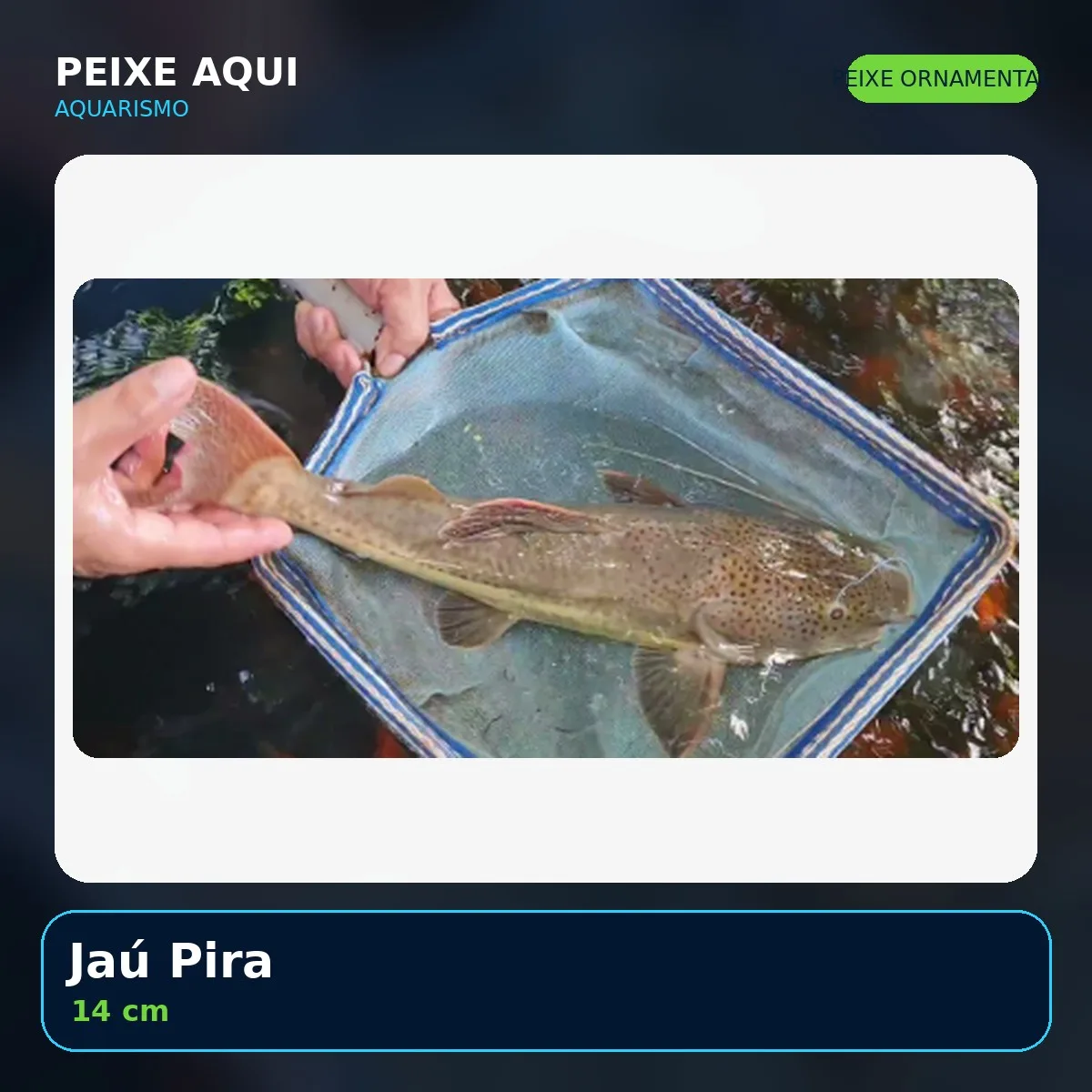 Jaú Pira 14 cm - peixe ornamental