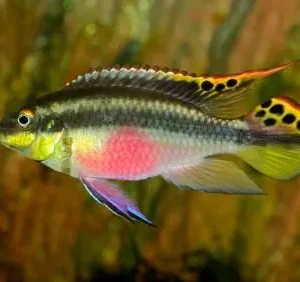 kribensis – 3-4 cm