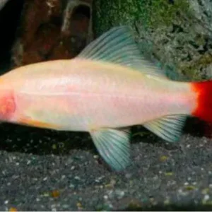 Labeo Bicolor Albino – 3-5 cm