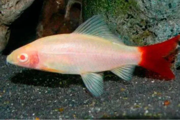 Labeo Bicolor Albino – 3-5 cm