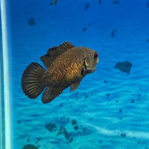 Oscar Bronze 6–8 cm disponível para pronta entrega