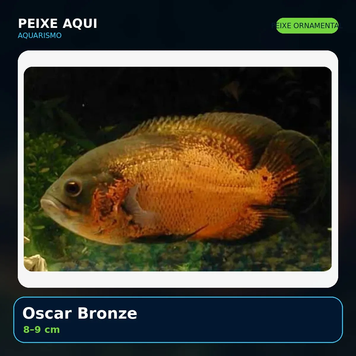 Oscar Bronze 8–9 cm - peixe ornamental