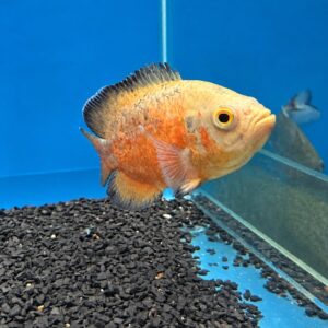 Oscar Red Ruby Albino AA 12–14 cm disponível para pronta entrega