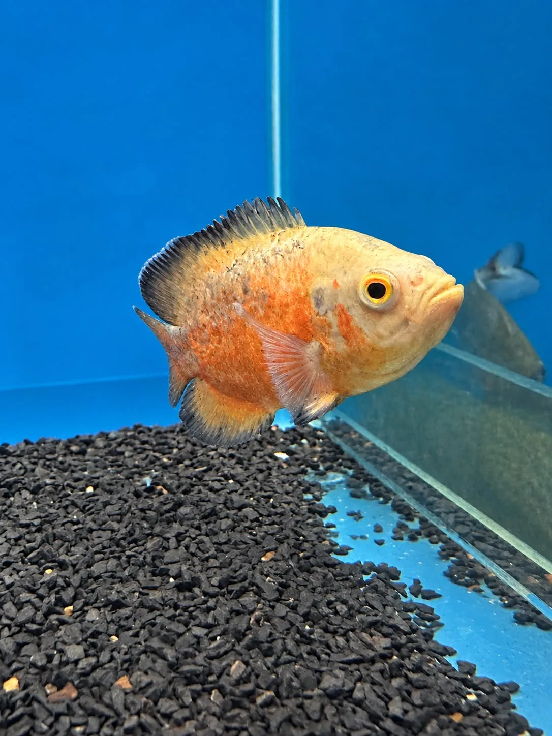 Oscar Red Ruby Albino AA 12–14 cm disponível para pronta entrega