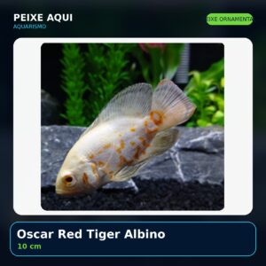 Oscar Red Tiger Albino 10 cm - peixe ornamental